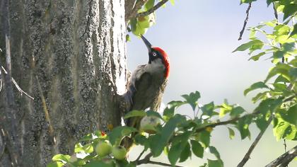 European Green Woodpecker