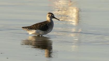 Wood Sandpiper