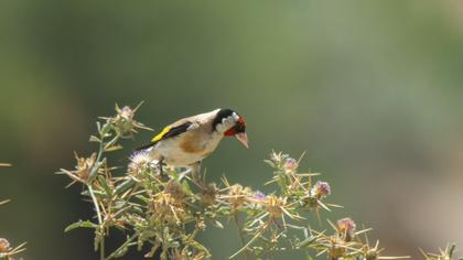 European Goldfinch