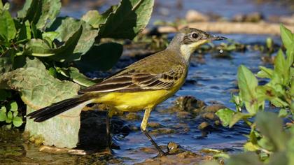 Western Yellow Wagtail