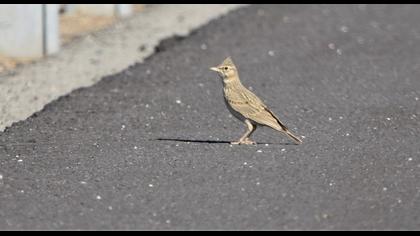 Crested Lark