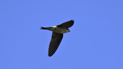 Common House Martin