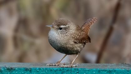 Eurasian Wren