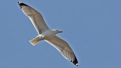 Yellow-legged Gull