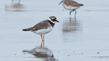 Common Ringed Plover