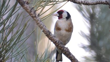 European Goldfinch