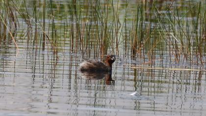 Little Grebe