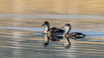 Black-necked Grebe