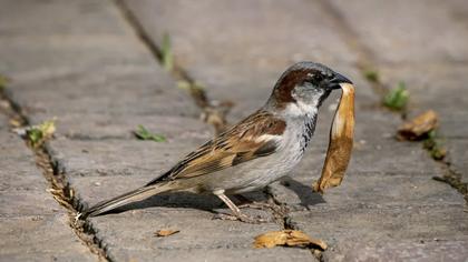 House Sparrow