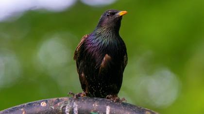 Common Starling