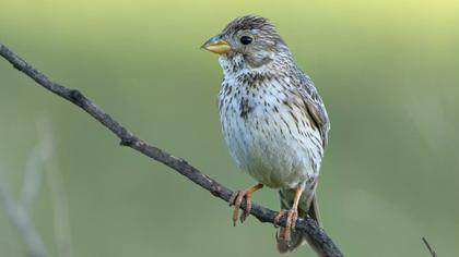 Corn Bunting