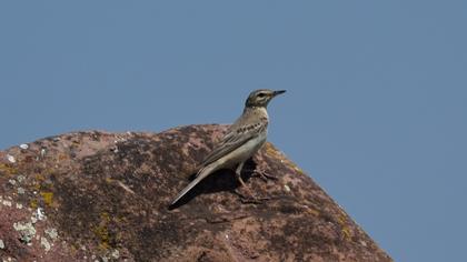 Tawny Pipit