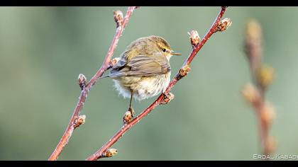 Common Chiffchaff