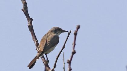 Eastern Orphean Warbler