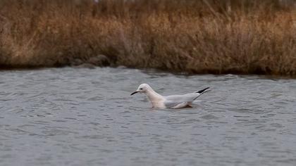 Slender-billed Gull