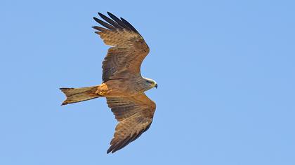 Black Kite