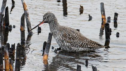 Spotted Redshank