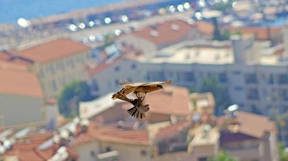 Eurasian Sparrowhawk