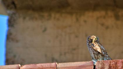 Little Owl