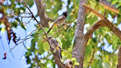 White-spectacled Bulbul