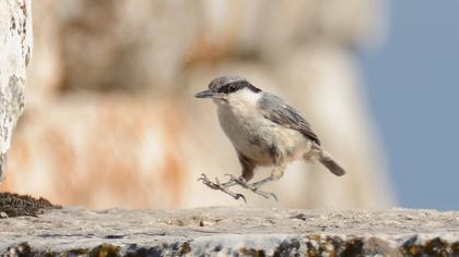 Western Rock Nuthatch