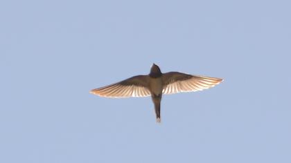 Barn Swallow