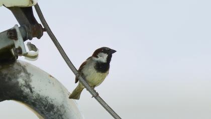 House Sparrow