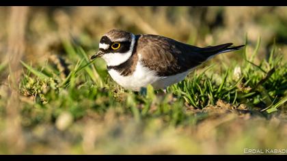 Little Ringed Plover