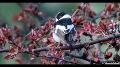 Collared Flycatcher