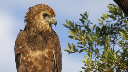 Bateleur