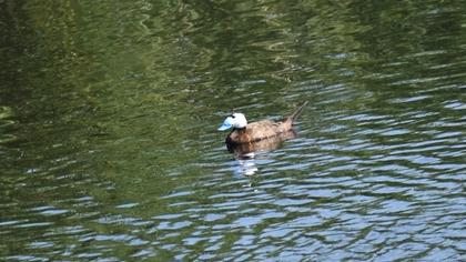 White-headed Duck