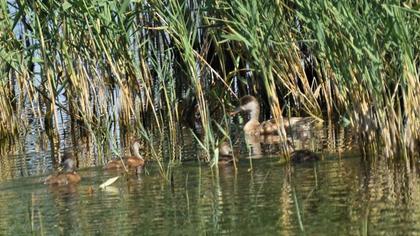 Red-crested Pochard