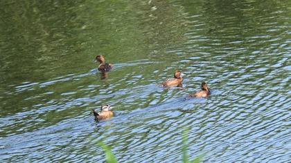 Ferruginous Duck