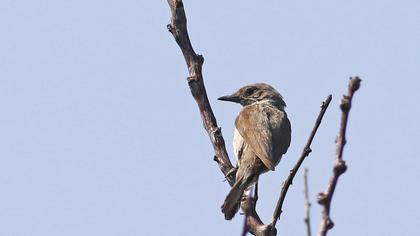 Eastern Orphean Warbler