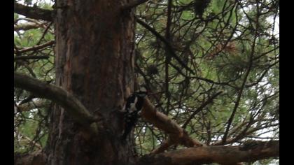 Great Spotted Woodpecker