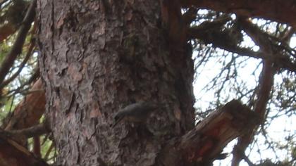 Krüper`s Nuthatch