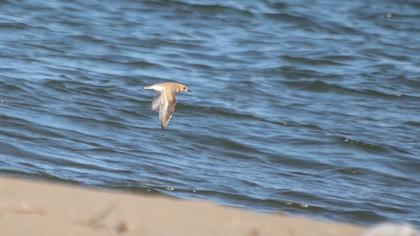 Greater Sand Plover