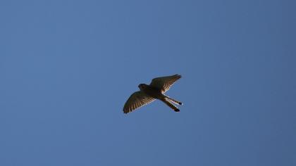 Common Kestrel