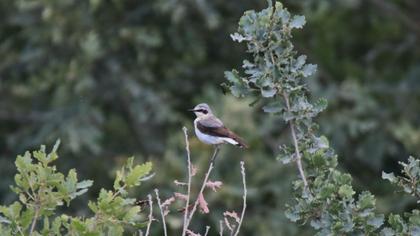 Northern Wheatear