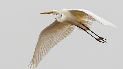 Great Egret