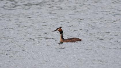 Great Crested Grebe