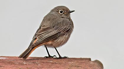 Black Redstart