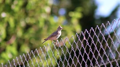 Crested Lark