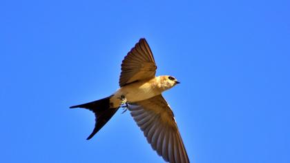 Red-rumped Swallow