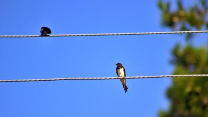 Barn Swallow