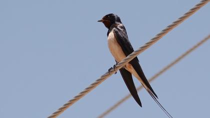Barn Swallow