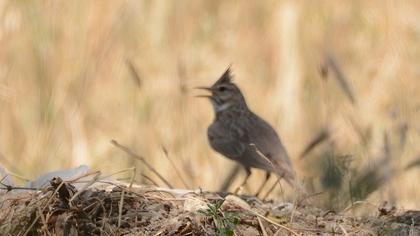 Crested Lark