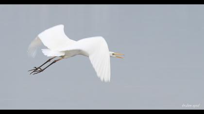 Great Egret