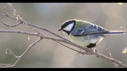 Great Tit
