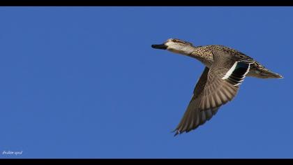 Eurasian Teal